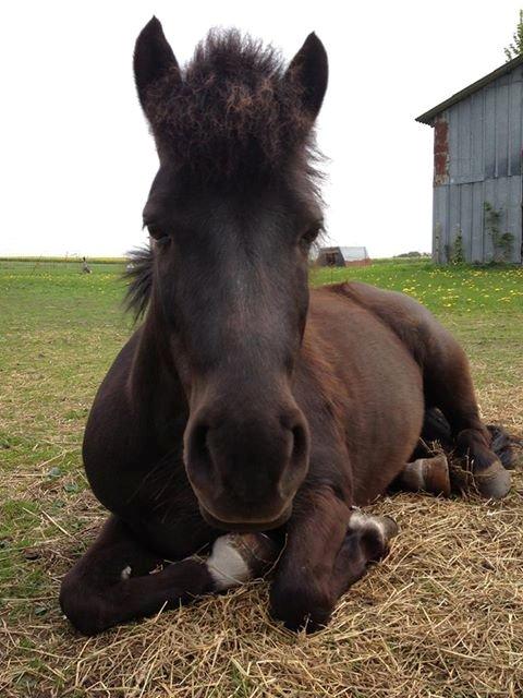 Anden særlig race • Silver • Min Soulmate<3• Himmelpony billede 5