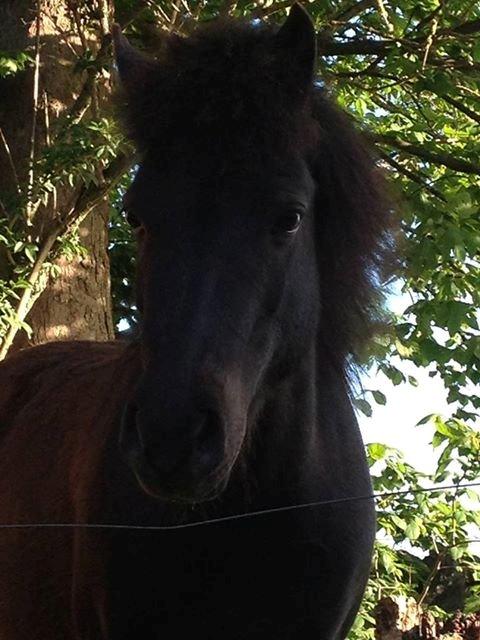 Anden særlig race • Silver • Min Soulmate<3• Himmelpony - Smukke dreng :) billede 4