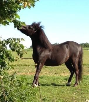 Anden særlig race • Silver • Min Soulmate<3• Himmelpony billede 6