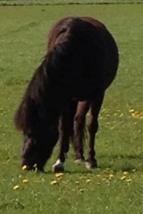 Anden særlig race • Silver • Min Soulmate<3• Himmelpony billede 10