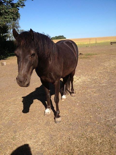 Anden særlig race • Silver • Min Soulmate<3• Himmelpony billede 11