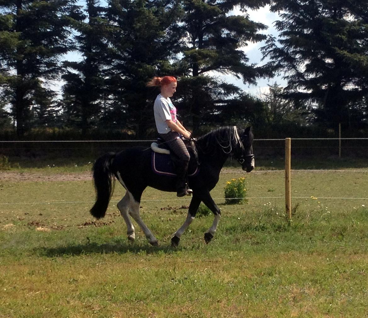 Pinto Piilgaardens Lamborghini <3 * HINGST * billede 21