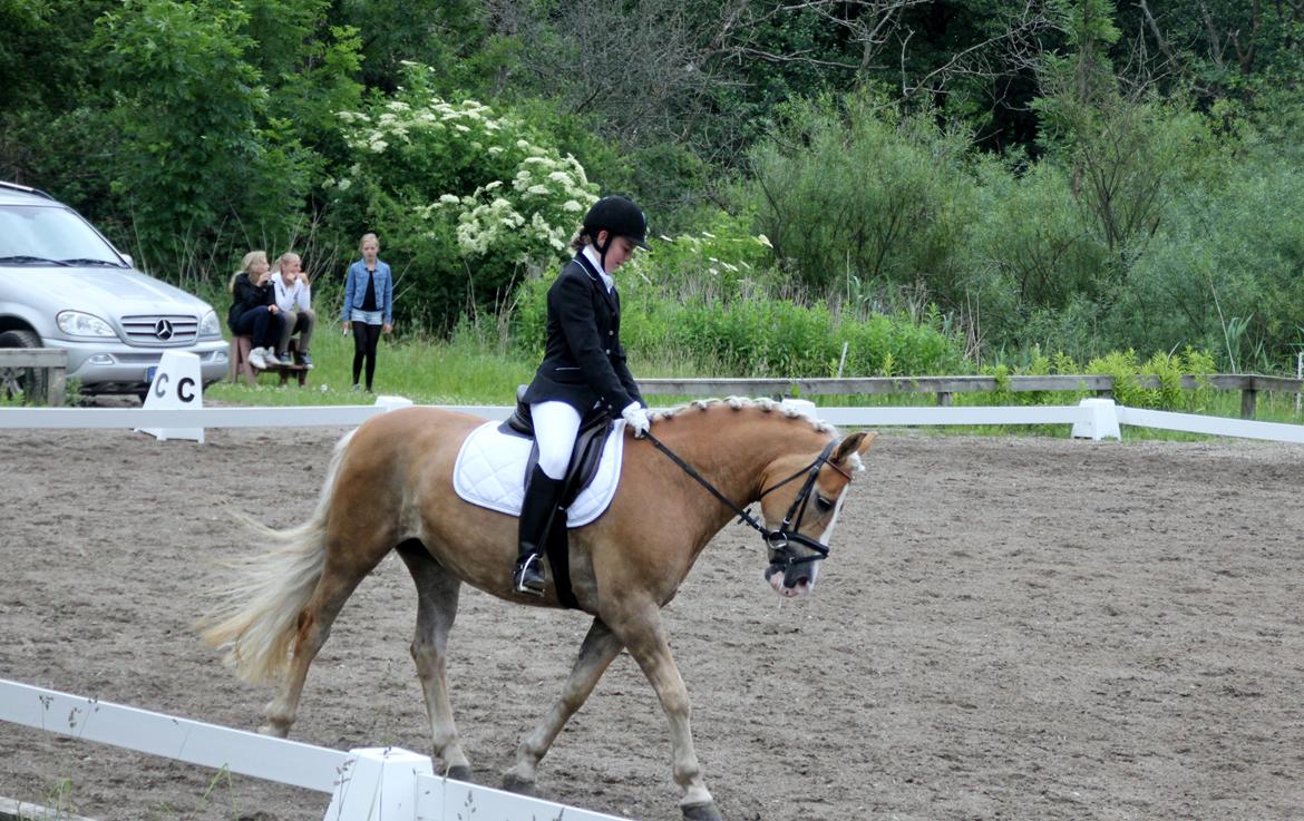 Haflinger Studgårdens Sally <3<3 - 1] Klubmesterskab 2013, Lb2 til 67,776 % = plads :) Dato: 22.06 2013 Foto: Min mor billede 1