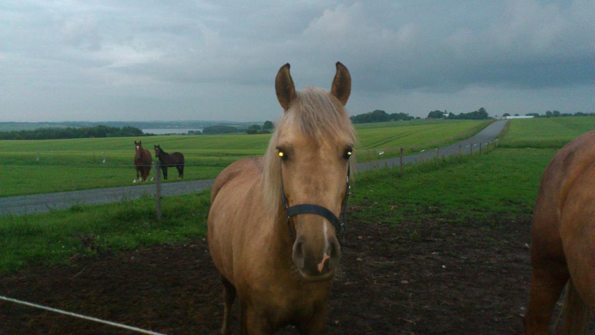 Palomino Stensgaardens Chikita billede 1