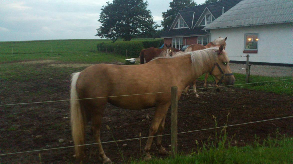 Palomino Stensgaardens Chikita billede 2