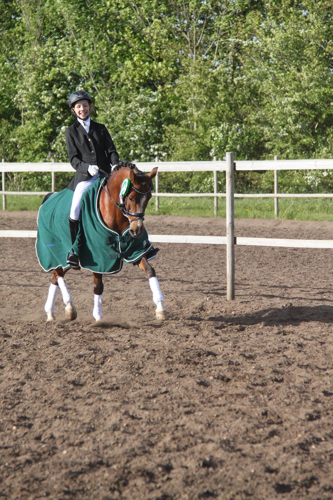 Anden særlig race Astaróla B-pony billede 17