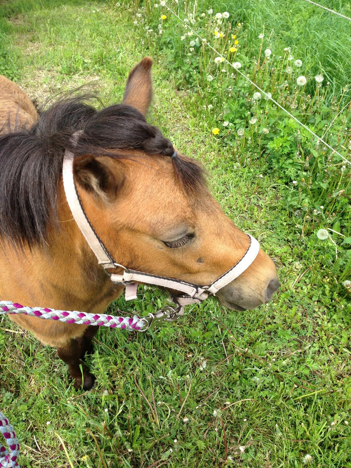 Anden særlig race Wilma billede 16