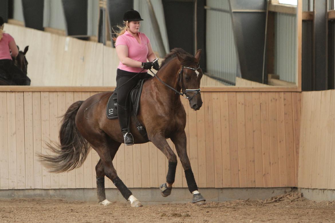 Dansk Varmblod Enghavens Fiona - Hun galopere da meget godt. 
Foto: AM  billede 20