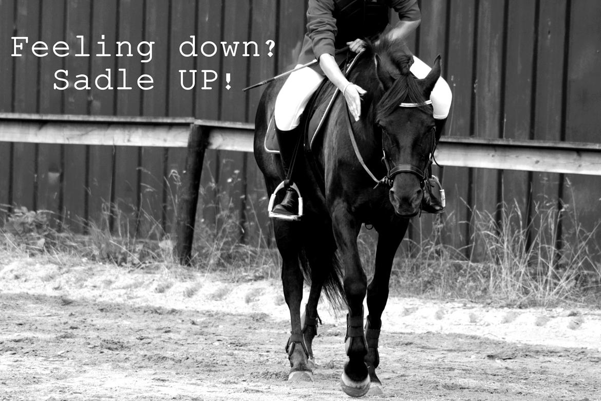 New Forest Angels Ditch Ana Rosa - Vores første springstævne sammen, 40 cm! oh yeah! XD 27-07-13 billede 11