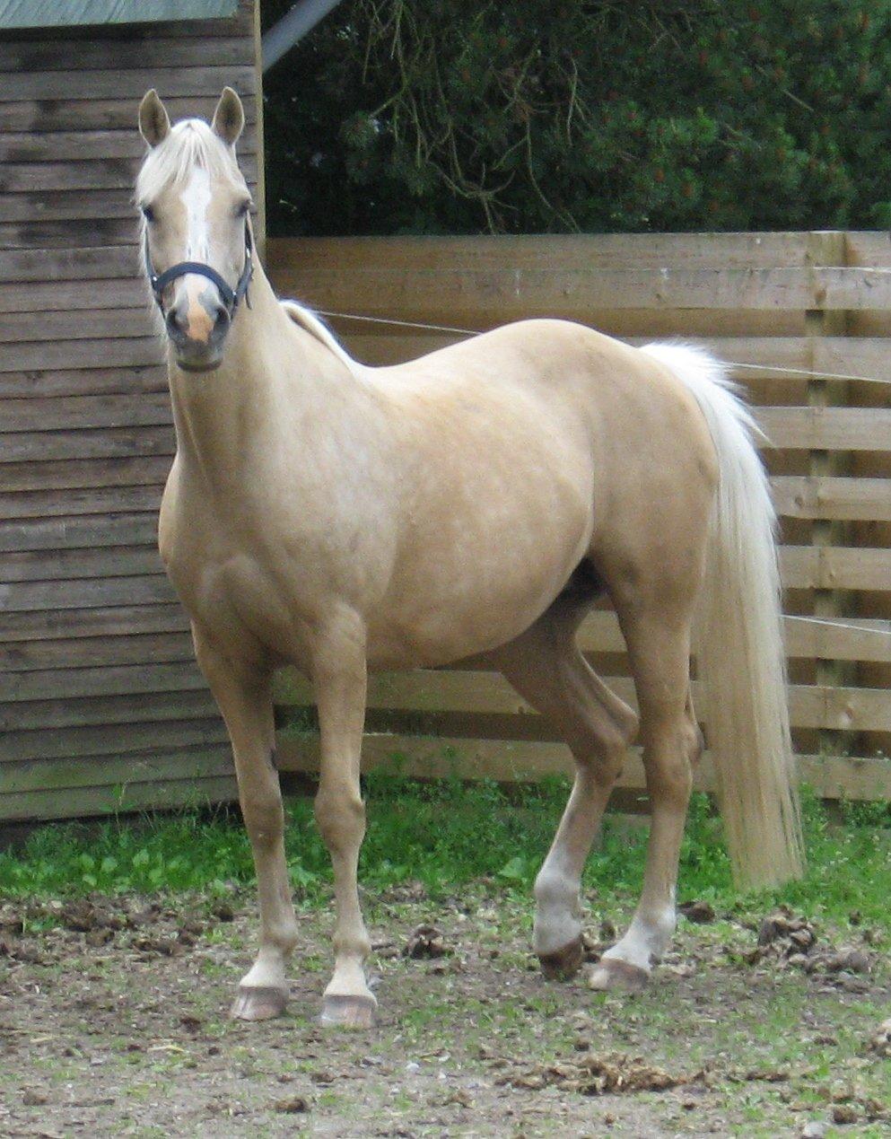 DSP Legend Moon Princess - Princess juli 2013 billede 12