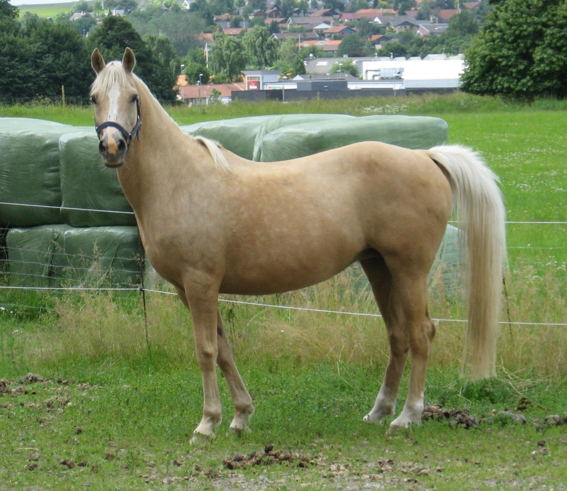 DSP Legend Moon Princess - Juli 2013 billede 13