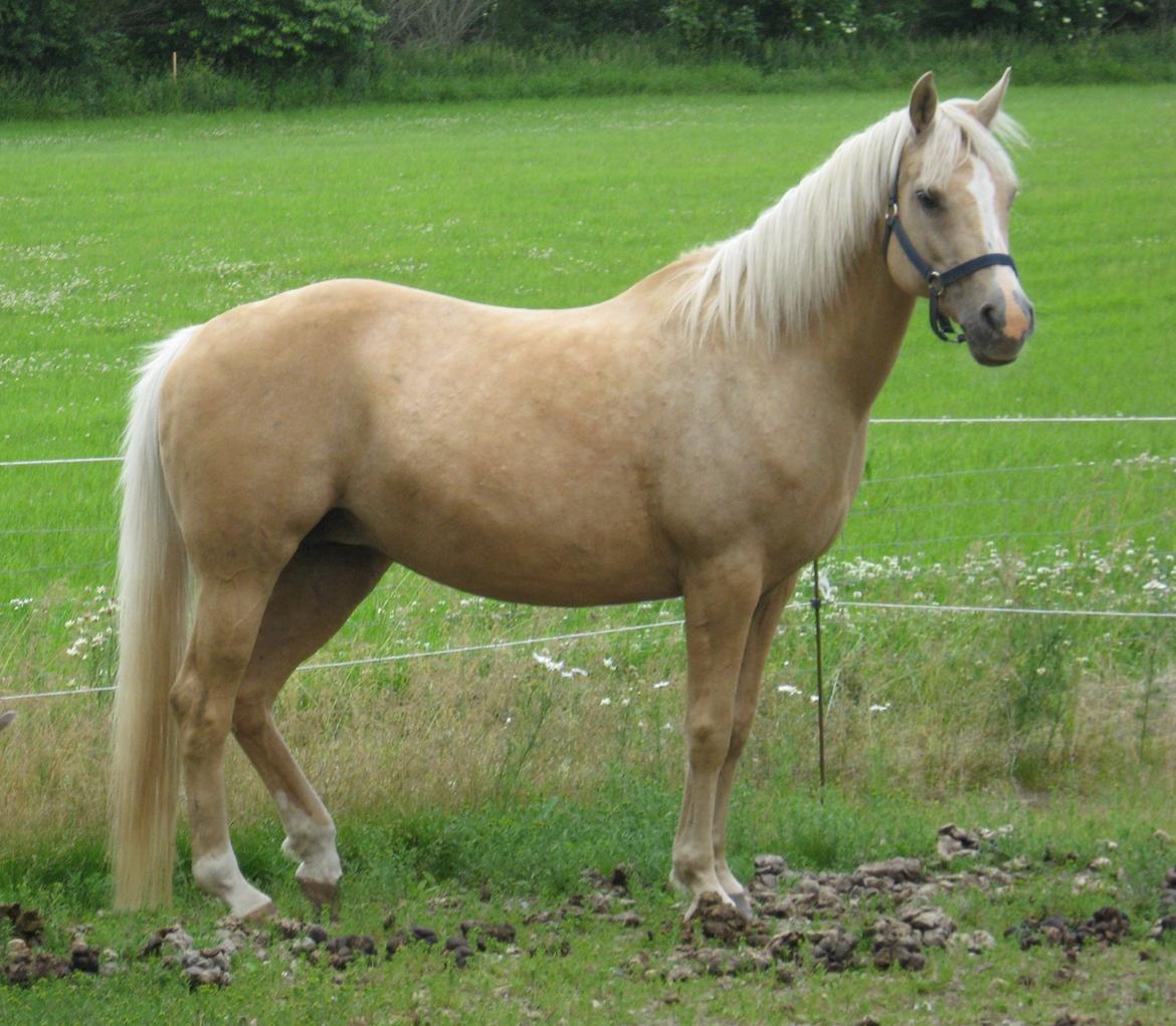 DSP Legend Moon Princess - Juli 2013 billede 14