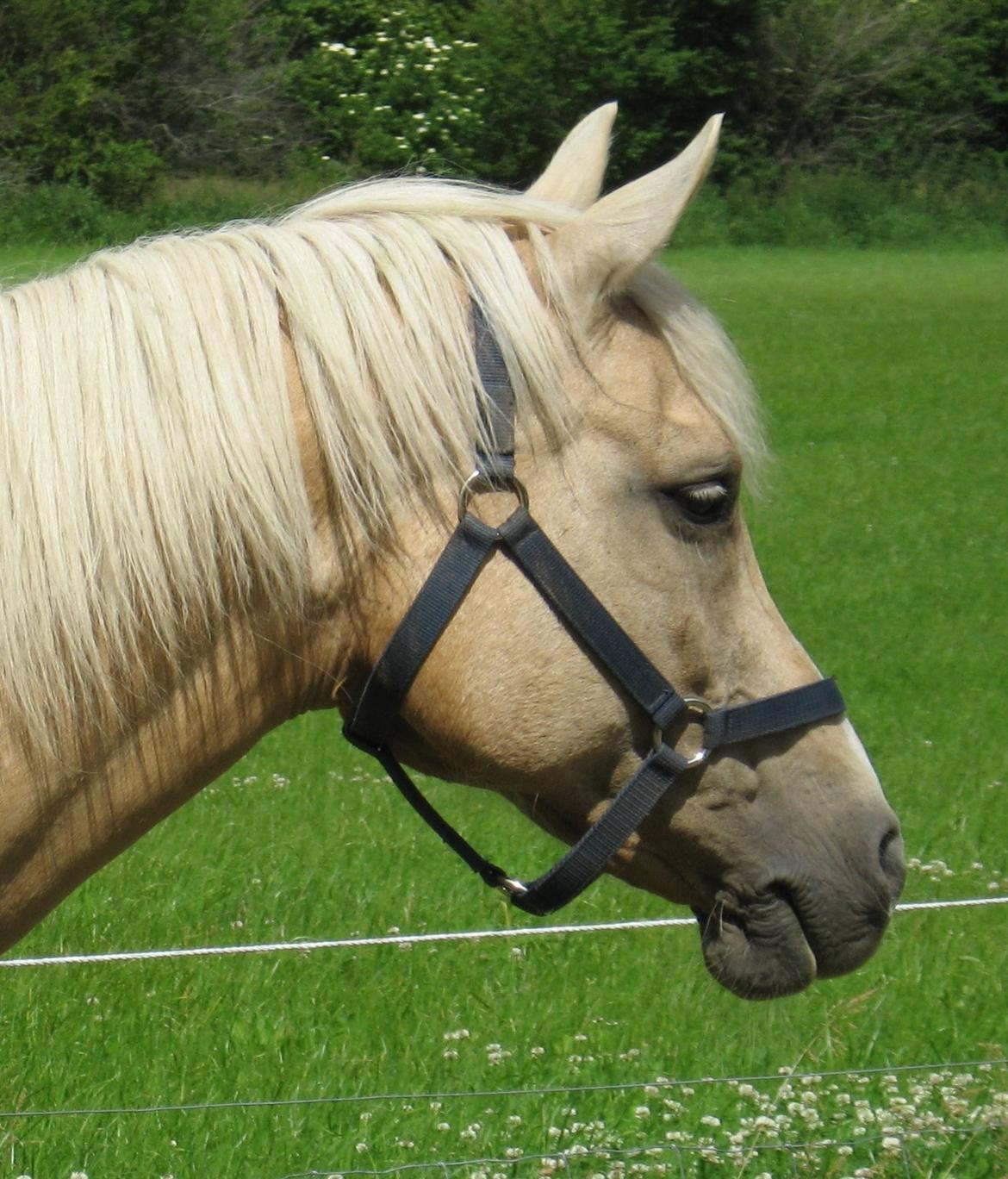 DSP Legend Moon Princess - Juli 2013 billede 15