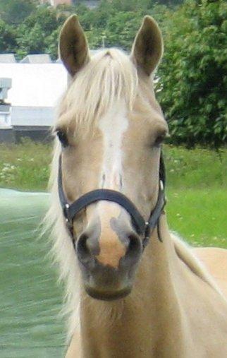 DSP Legend Moon Princess - Juli 2013 billede 16