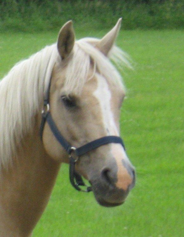 DSP Legend Moon Princess - Juli 2013 billede 17