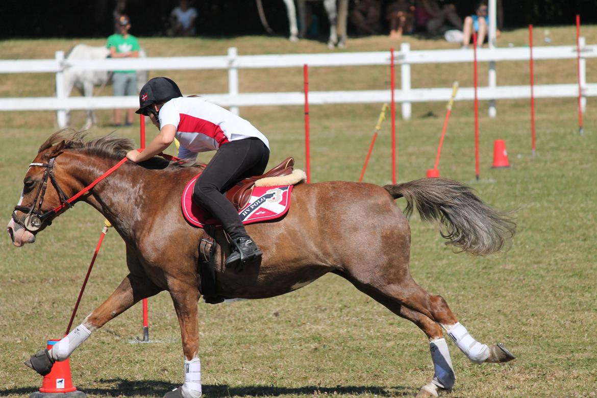 Tysk Sportspony Fee 768 - VM 2013 <3 billede 13