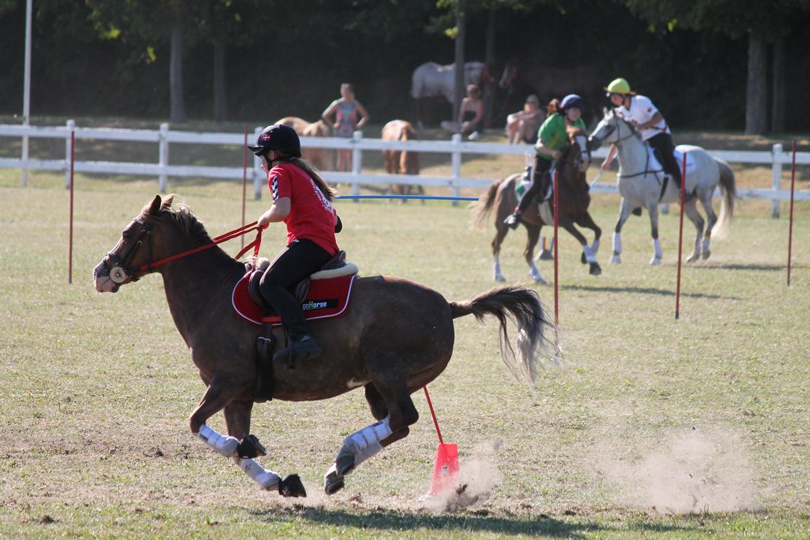 Tysk Sportspony Fee 768 - VM 2013 <3 billede 14