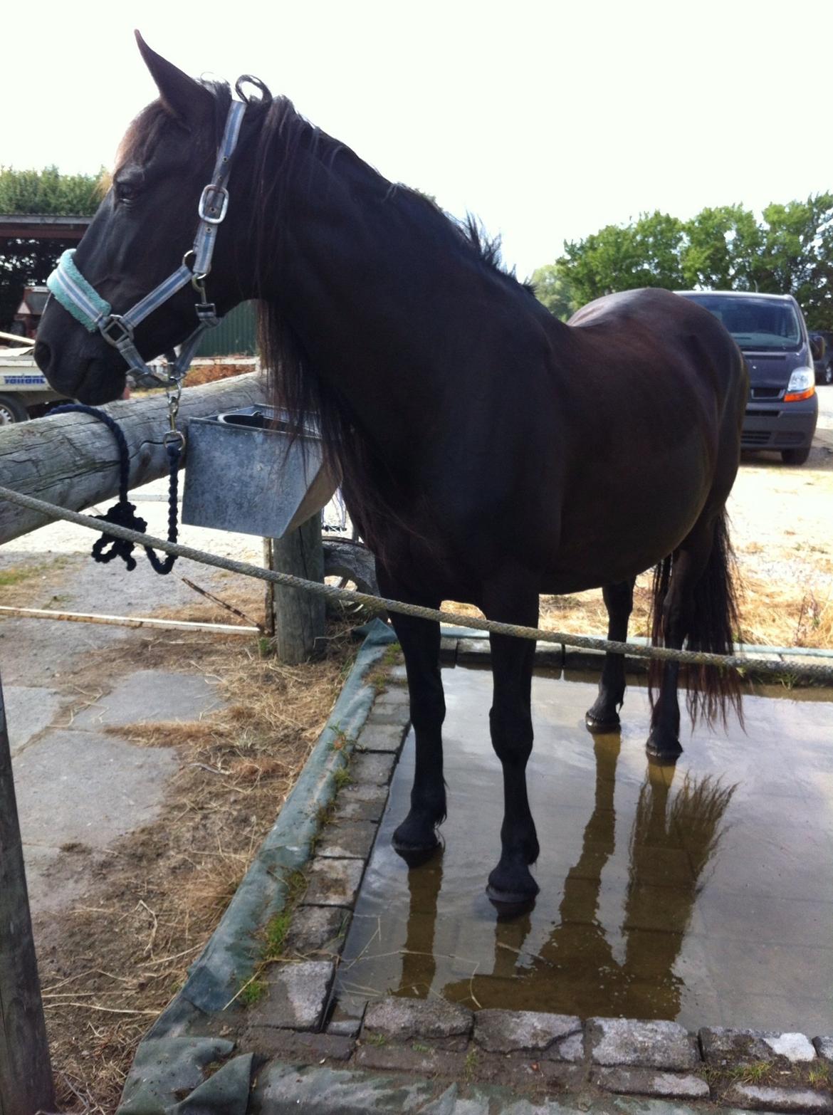 Irish Cob Crossbreed Freja (tidligere pony) billede 2