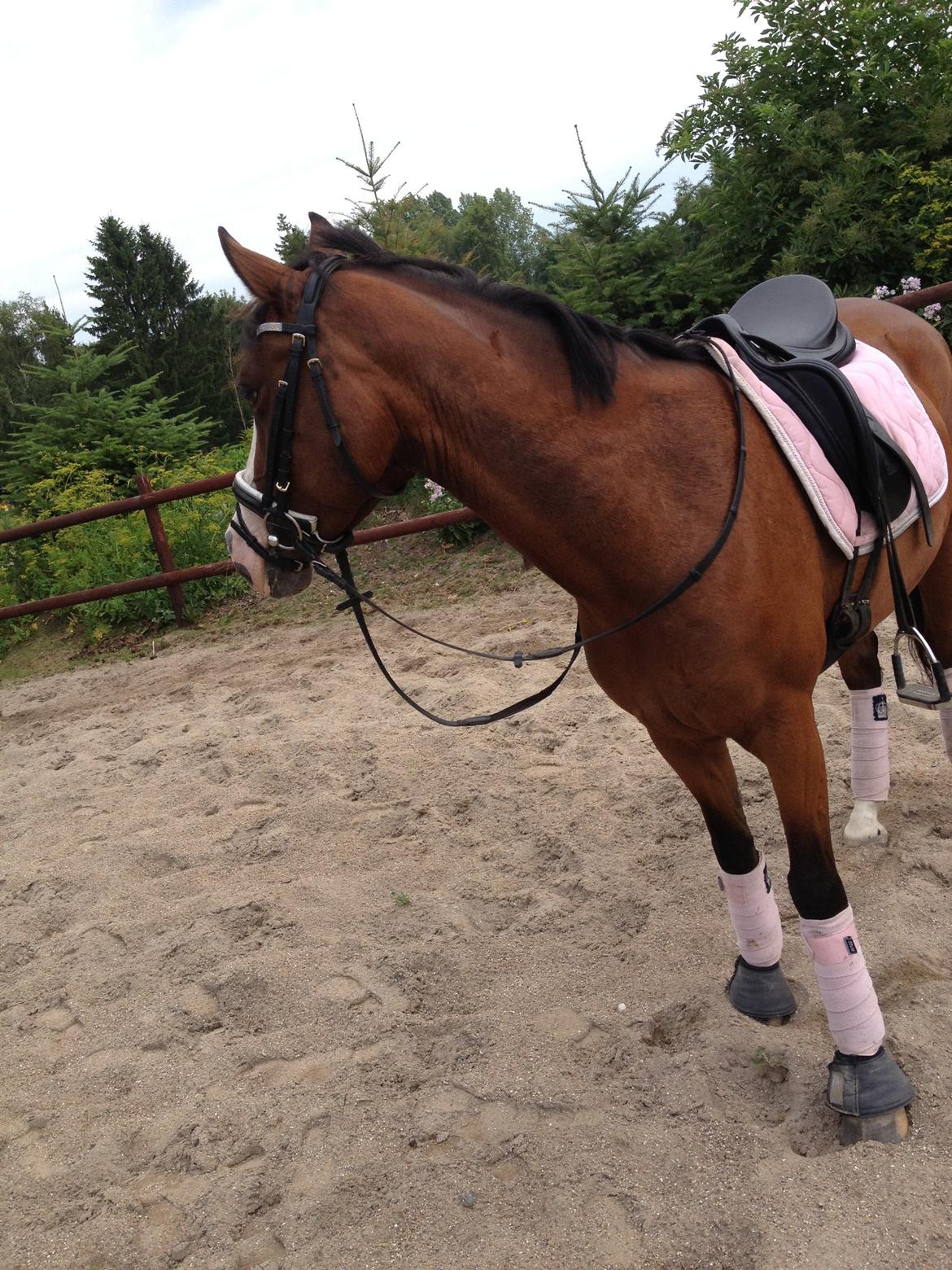 DSP Haahr's Tala billede 5