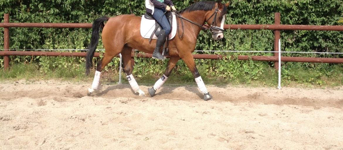 DSP Haahr's Tala billede 6