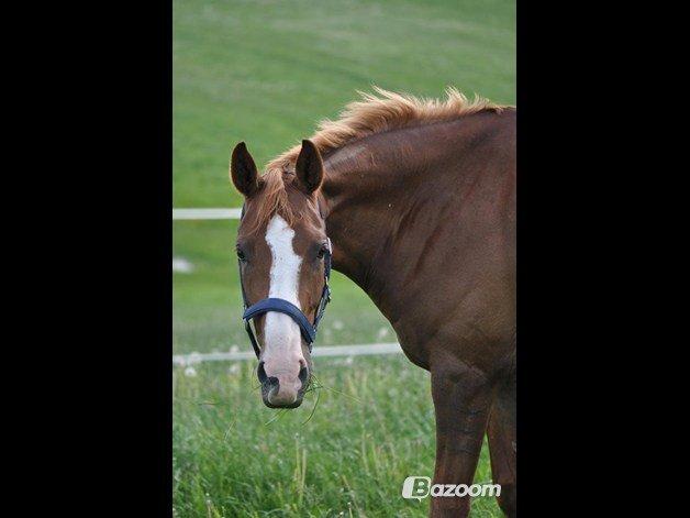 Dansk Varmblod Salsa Danica - Sommergræs... billede 8