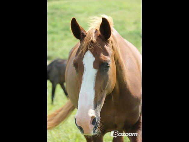 Dansk Varmblod Salsa Danica billede 9