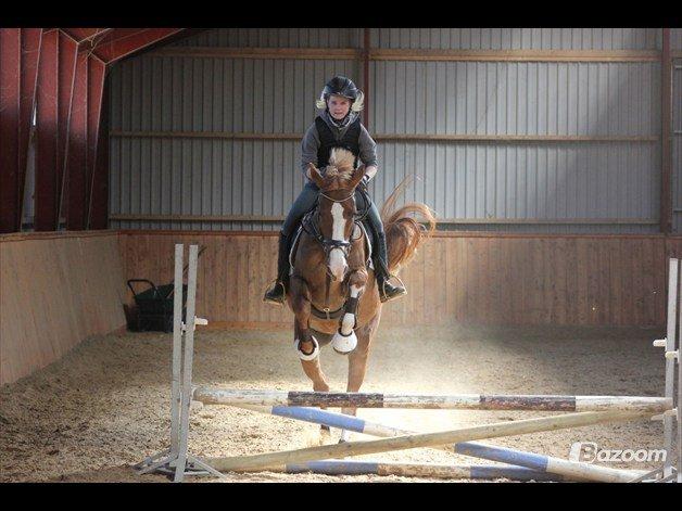 Dansk Varmblod Salsa Danica - Gunilla og Dana til hopning ;D billede 10