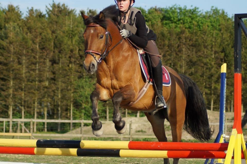 Irsk Sportspony Danny boy (solgt)  billede 1