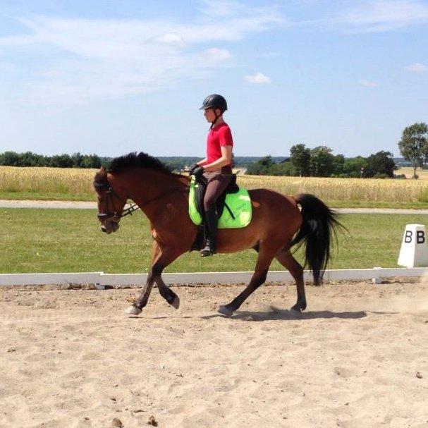 Irsk Sportspony Danny boy (solgt)  billede 25