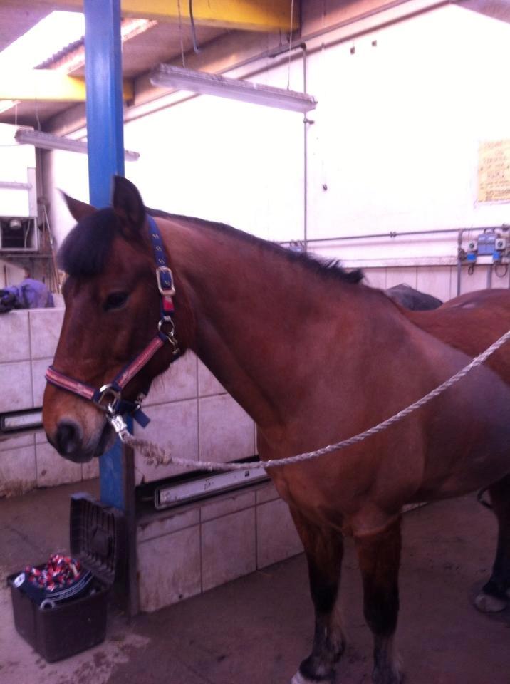 Irsk Sportspony Danny boy (solgt)  billede 26