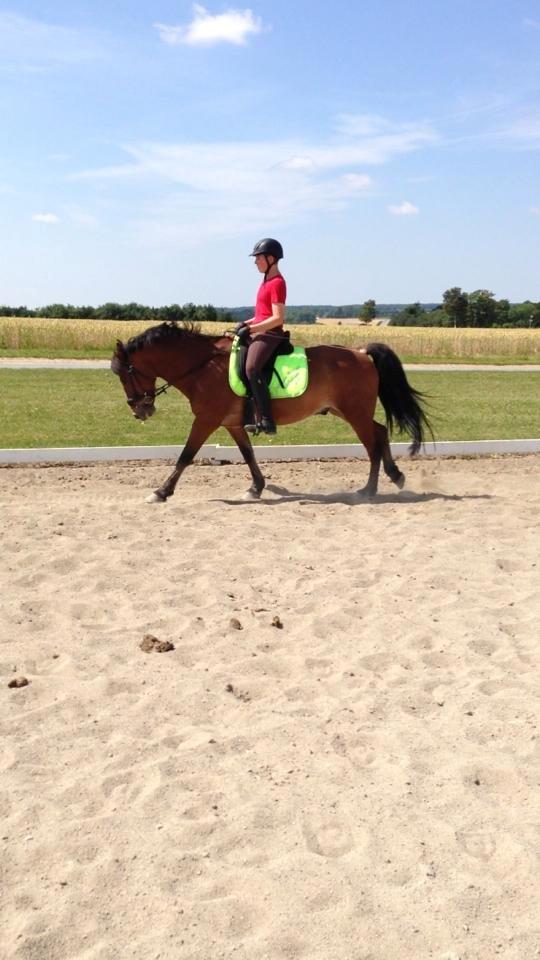 Irsk Sportspony Danny boy (solgt)  billede 3