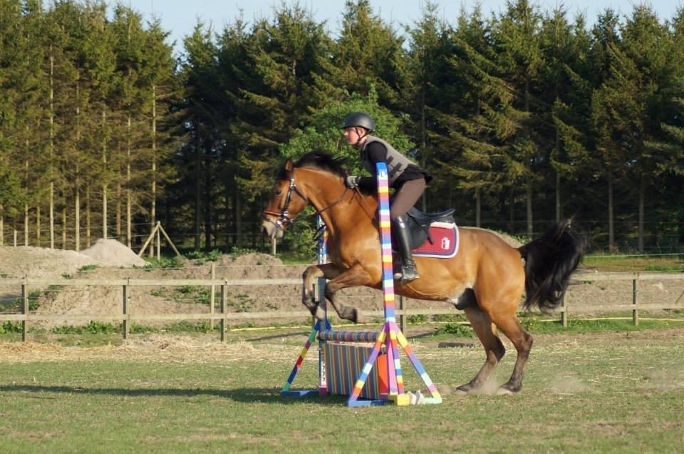 Irsk Sportspony Danny boy (solgt)  billede 5