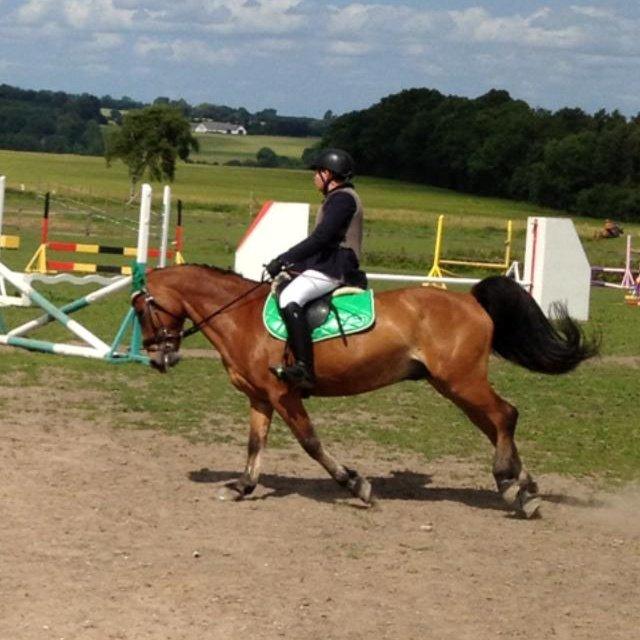 Irsk Sportspony Danny boy (solgt)  billede 2