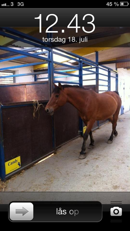 Irsk Sportspony Danny boy (solgt)  billede 4