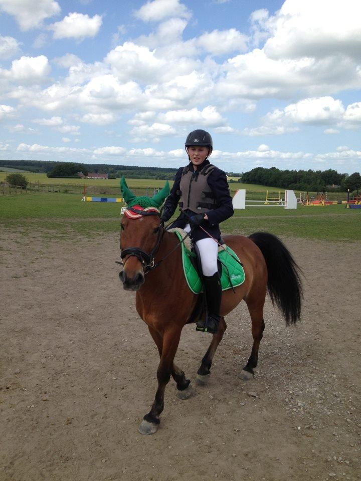 Irsk Sportspony Danny boy (solgt)  billede 28