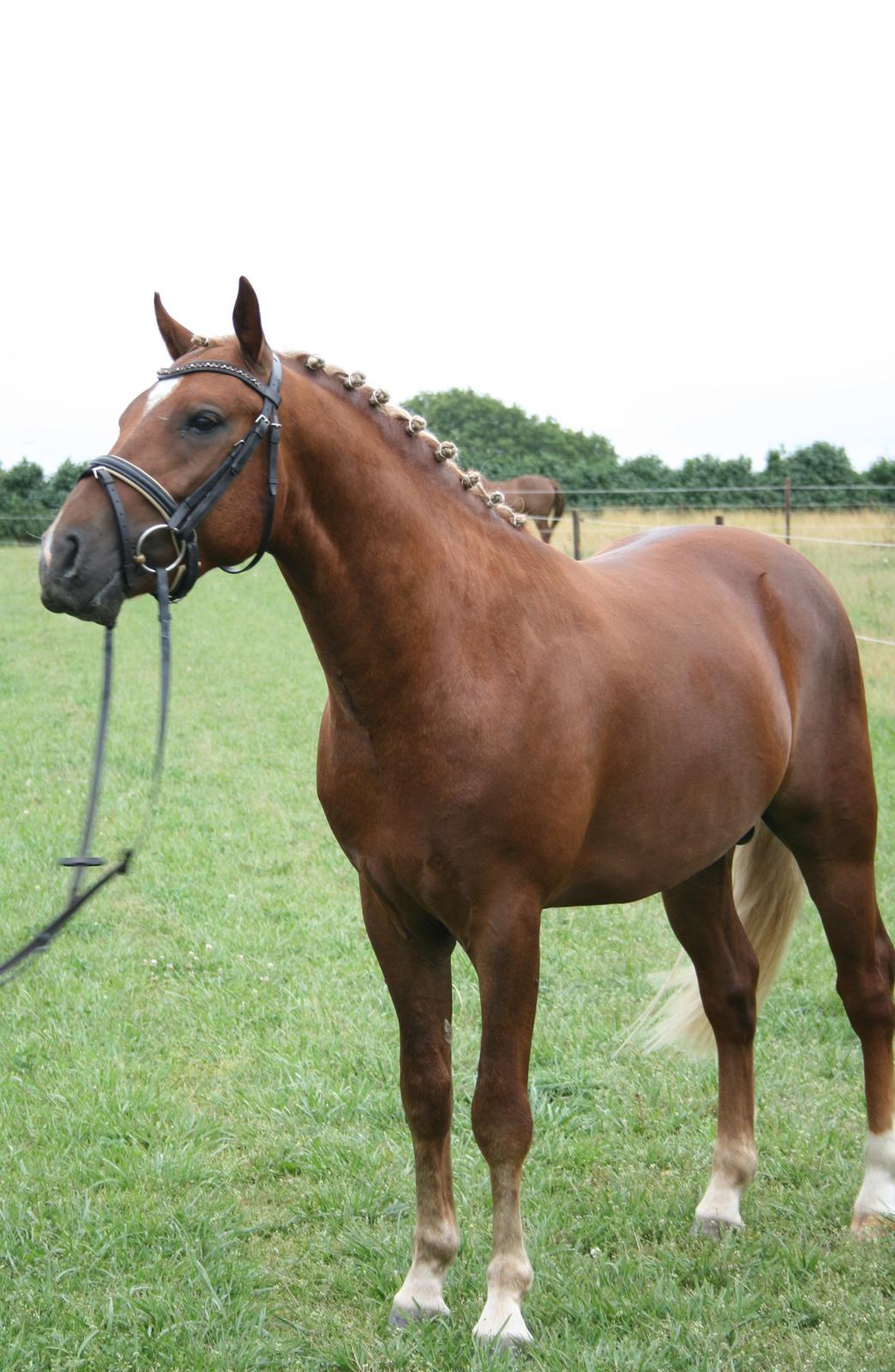 New Forest Romeo´s Kentucky - Kentucky - Juli 2013 billede 2