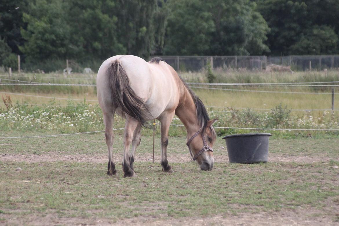 Anden særlig race - Bullit † billede 7