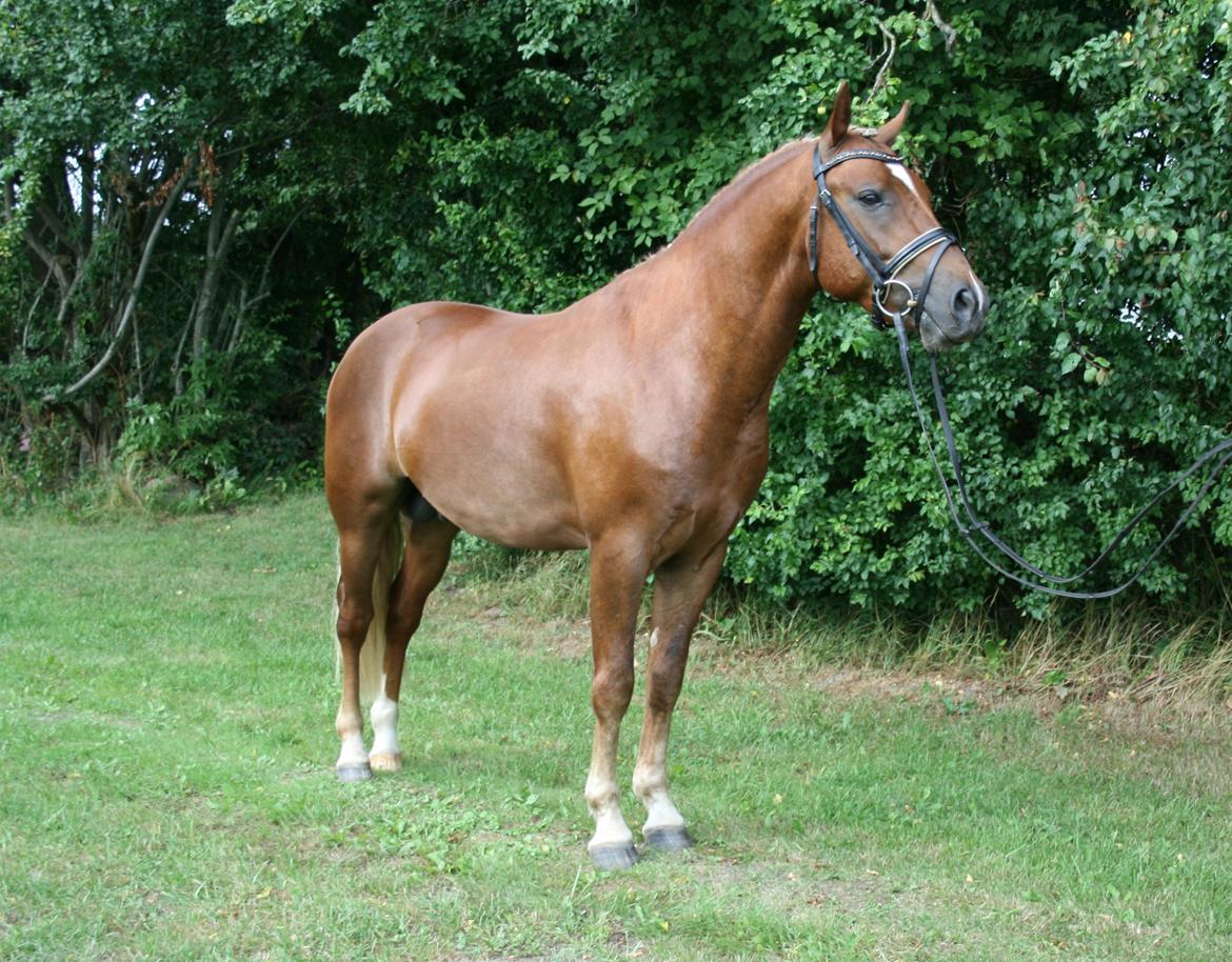 New Forest Romeo´s Kentucky - Kentucky - Juli 2013 billede 21
