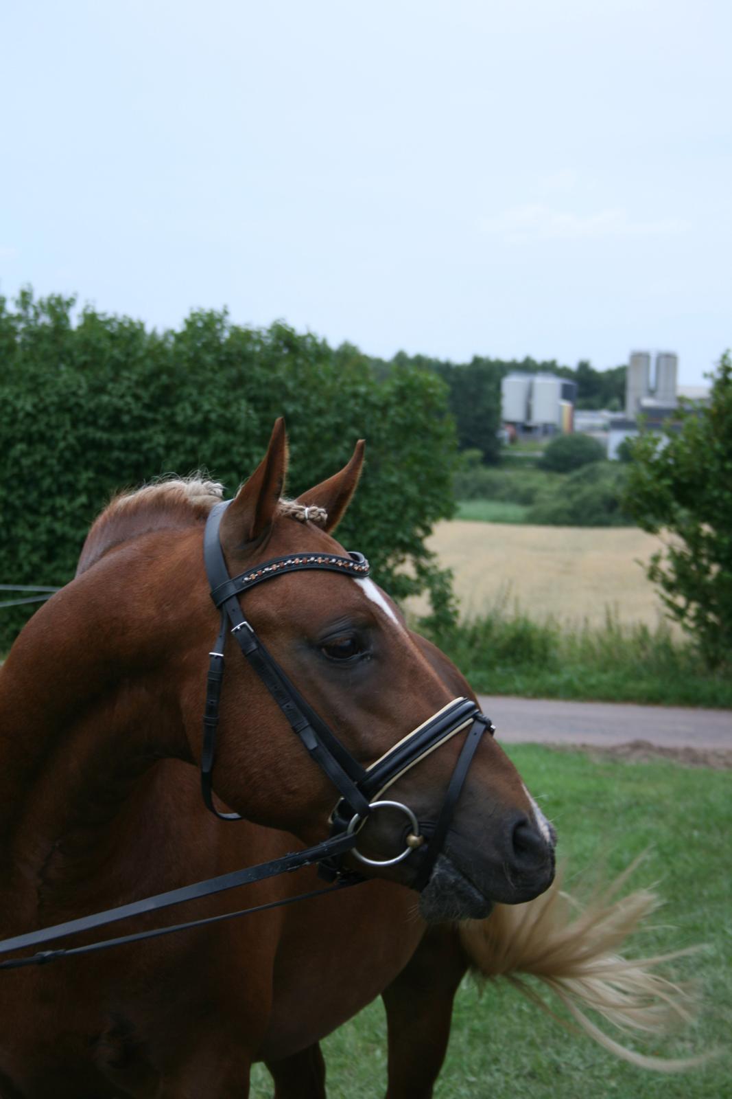 New Forest Romeo´s Kentucky - Kentucky - Juli 2013 billede 13