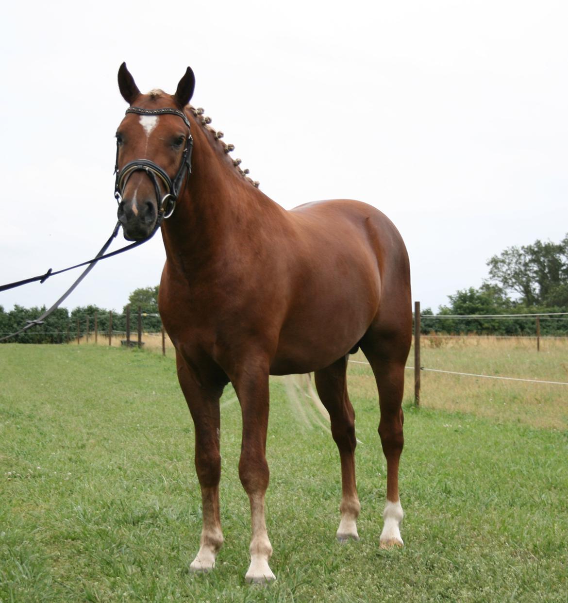 New Forest Romeo´s Kentucky - Kentucky - Juli 2013 billede 10