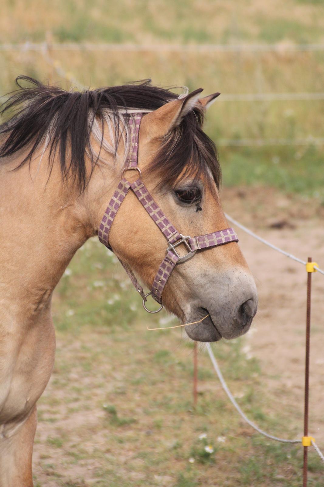 Anden særlig race - Bullit † billede 3