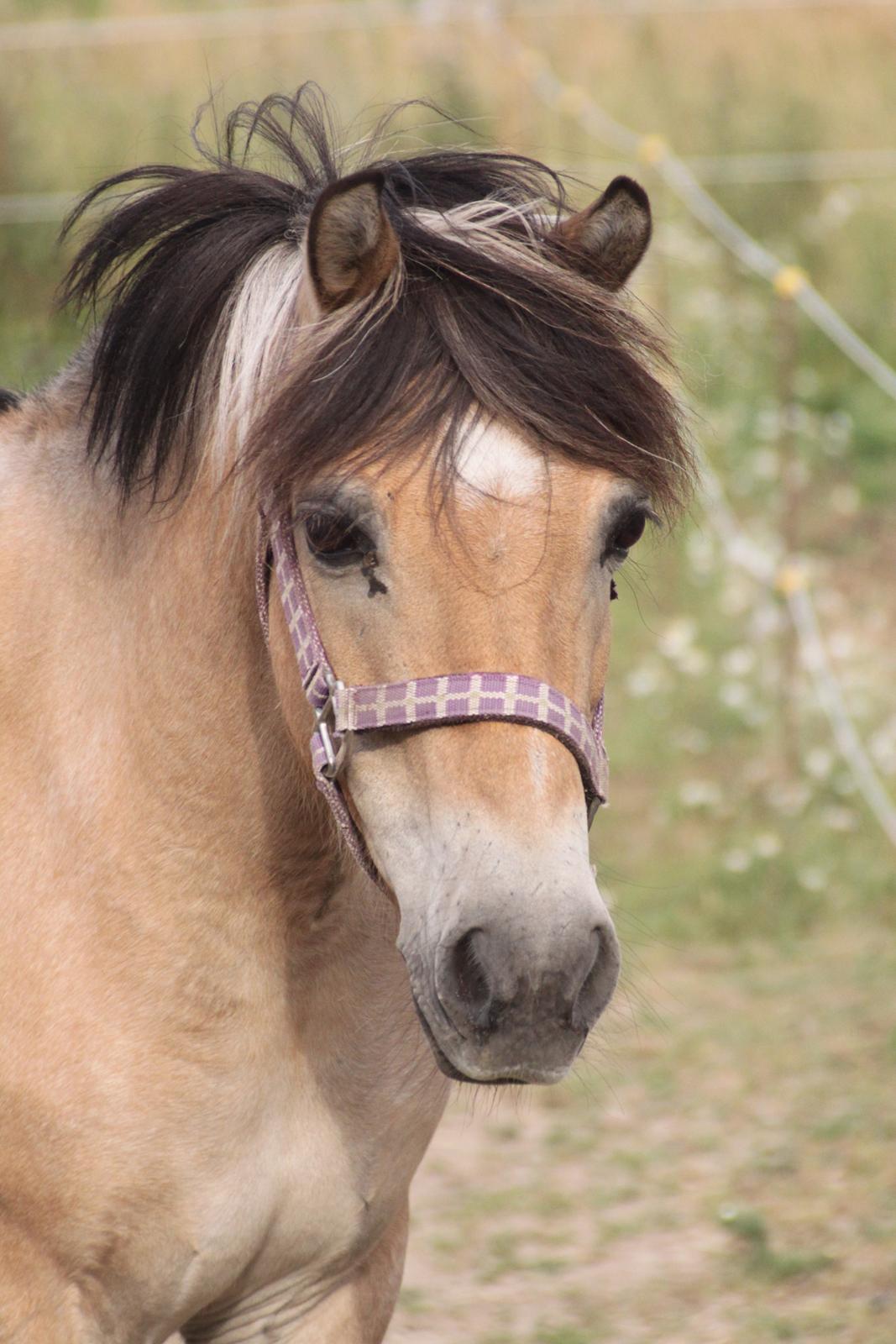 Anden særlig race - Bullit † billede 12