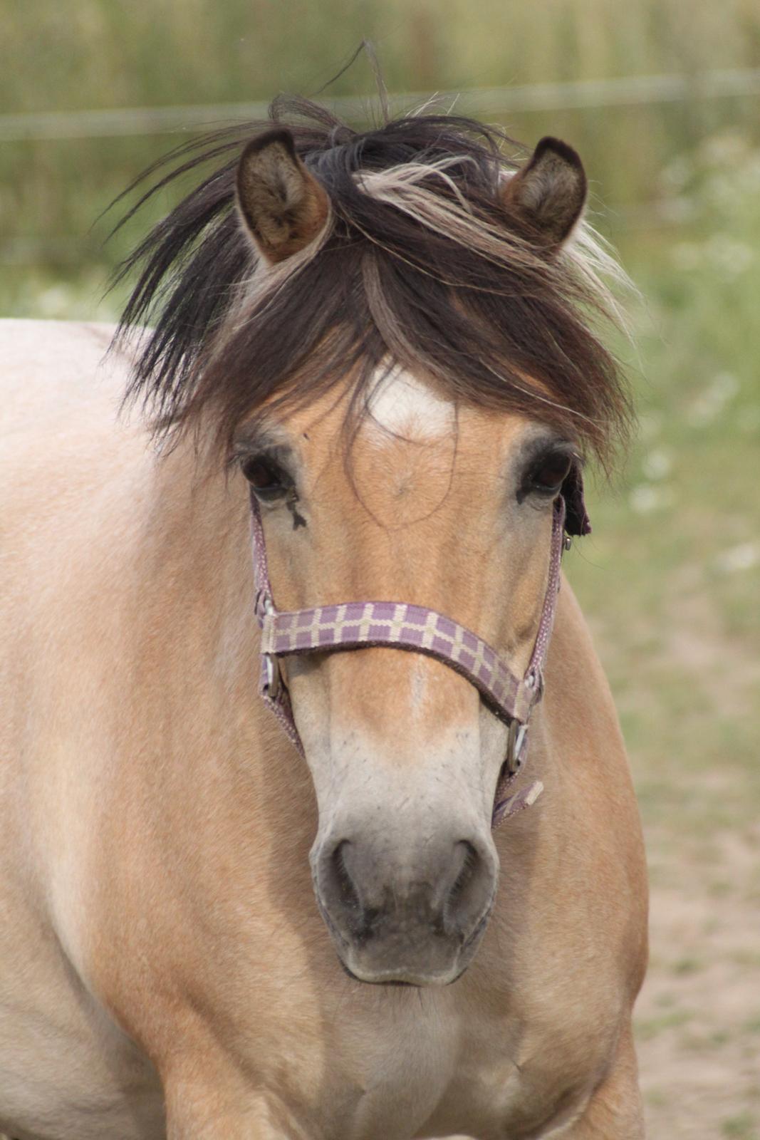 Anden særlig race - Bullit † billede 6