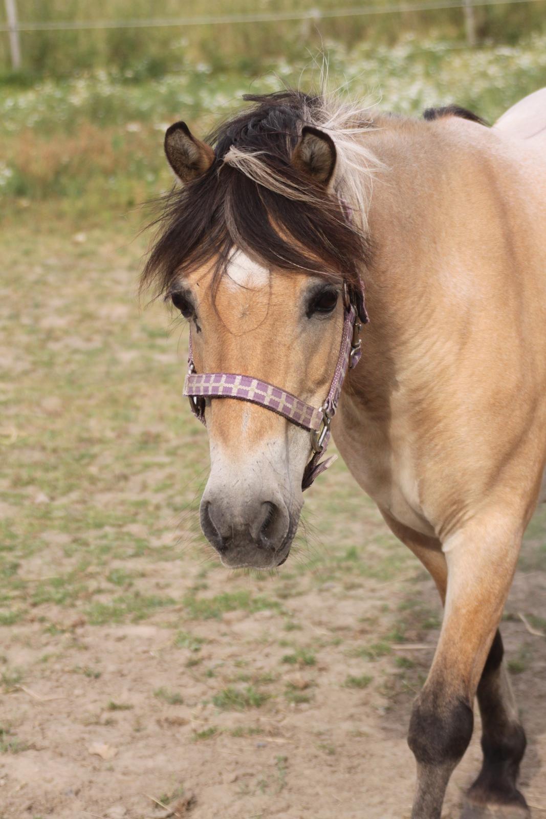 Anden særlig race - Bullit † billede 13