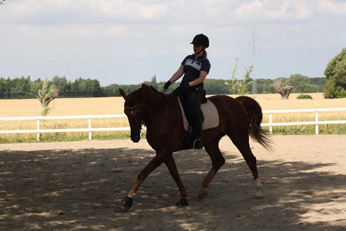 Dansk Varmblod Asterix billede 11