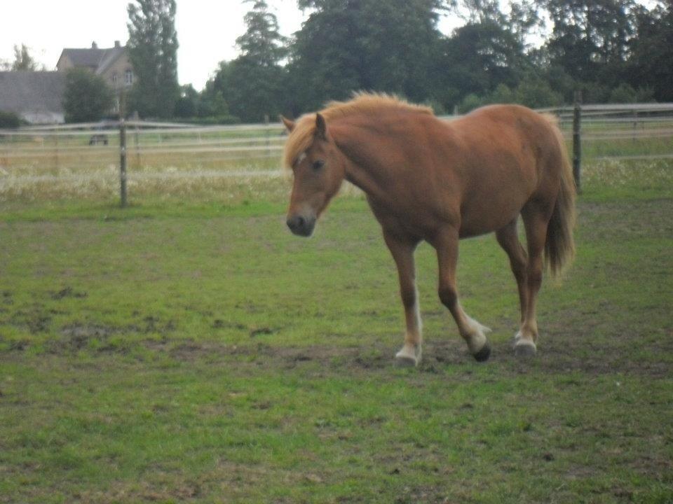 Anden særlig race Alie (HVR Rideskolepony) [Rider] billede 3