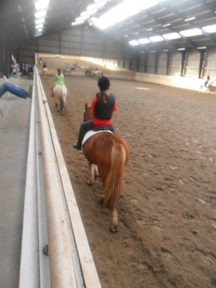 Anden særlig race Alie (HVR Rideskolepony) [Rider] billede 4
