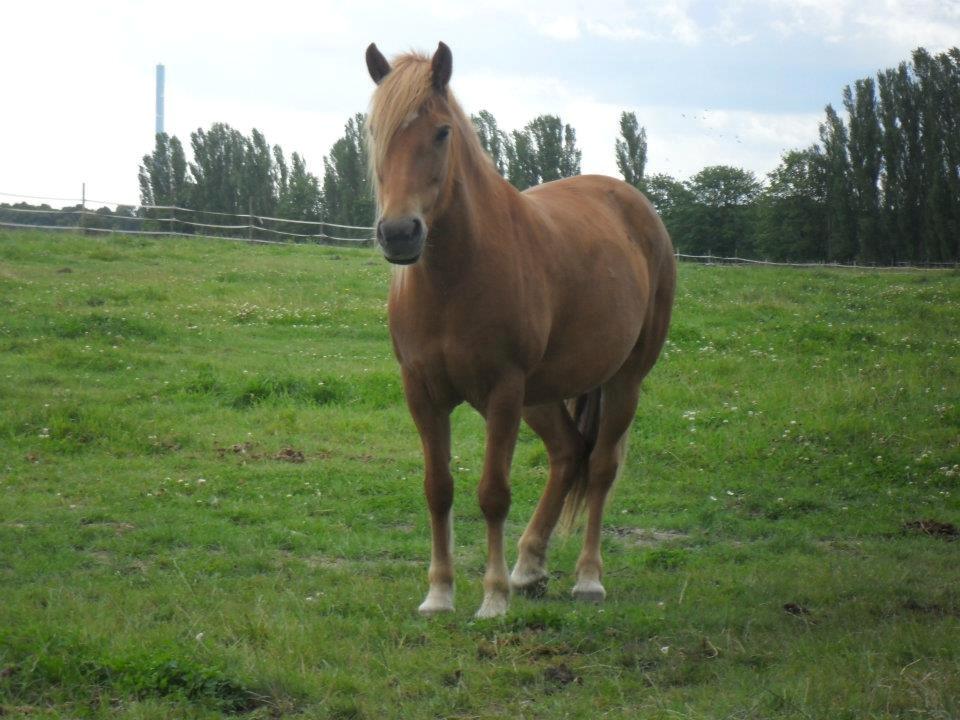 Anden særlig race Alie (HVR Rideskolepony) [Rider] billede 5