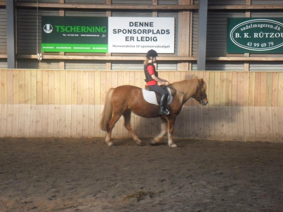 Anden særlig race Alie (HVR Rideskolepony) [Rider] billede 6