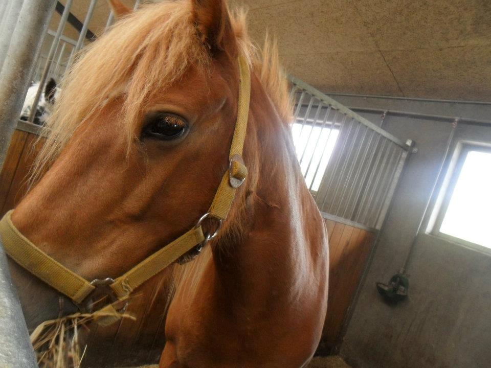 Anden særlig race Alie (HVR Rideskolepony) [Rider] billede 8